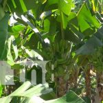 Pujante producción de plátanos en Cooperativa Agropecuaria Cocibolca de Rivas