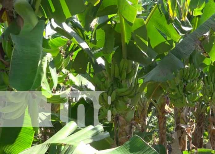 Pujante producción de plátanos en Cooperativa Agropecuaria Cocibolca de Rivas