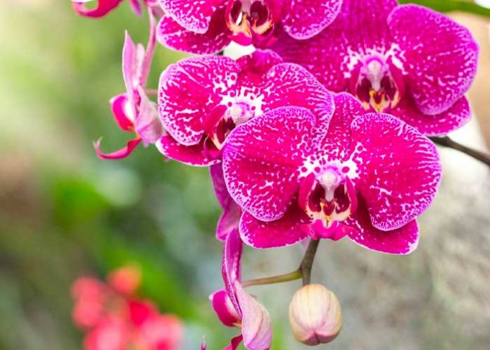 Descubren en Japón nueva especie de orquídea parecida al cristal