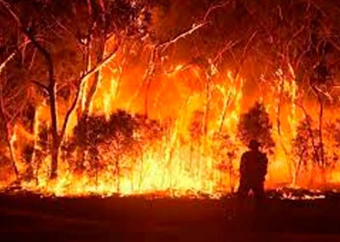 Ola de calor desata infernales incendios forestales en Australia