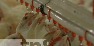 Foto: Reportaje especial sobre gripe aviar y empresas avícolas en Nicaragua / TN8