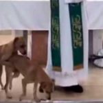¡Viral! En plena misa una pareja de perros se subieron al púlpito para “pecar”