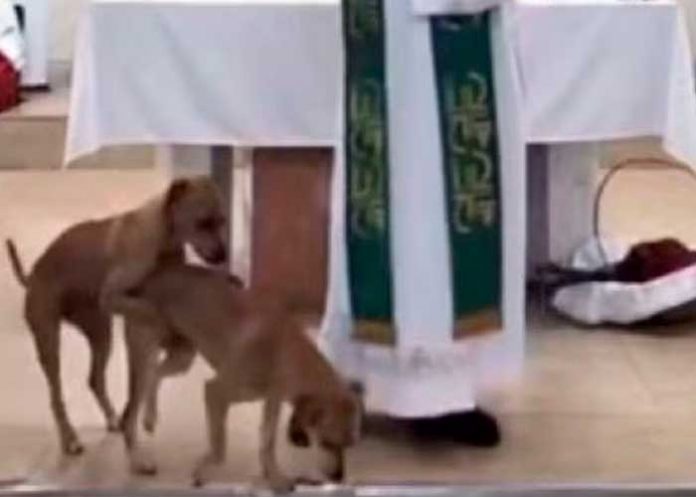 ¡Viral! En plena misa una pareja de perros se subieron al púlpito para “pecar”