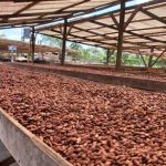 Nicaragua produce cacao de manera sostenible en empresa "Cacao Oro" en Rosita