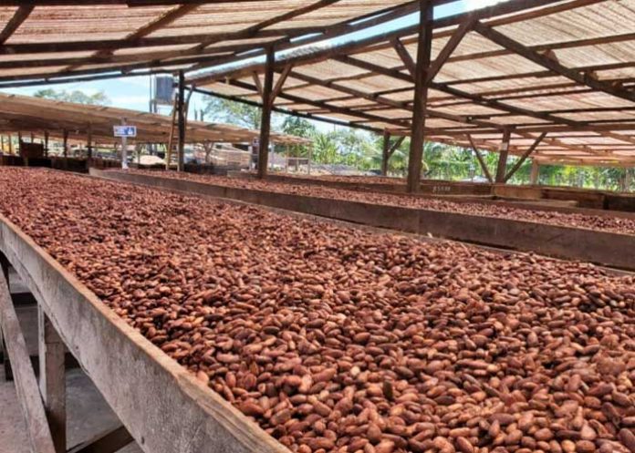 Nicaragua produce cacao de manera sostenible en empresa 