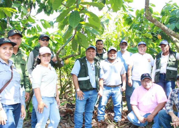 Nicaragua produce cacao de manera sostenible en empresa "Cacao Oro" en Rosita