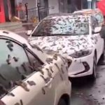 ¡Apocalíptica plaga! Lluvia de gusanos ha estremecido a Beijing, China