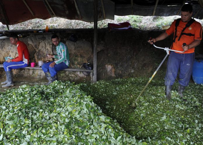 Bolivia arranca campaña para despenalizar la hoja de coca natural