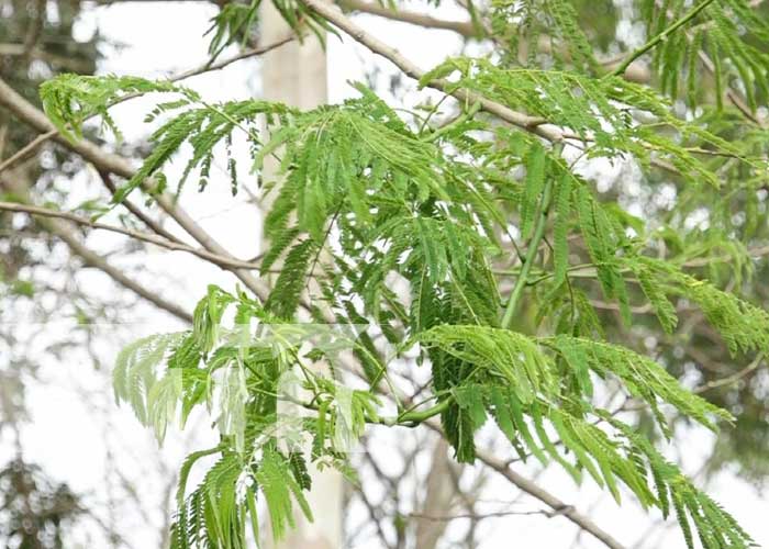 Foto: Charla ambiental para jóvenes en Estelí / TN8