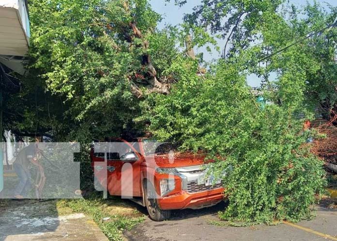Foto: Caída de árbol en zona de Managua afectada por lluvias / TN8