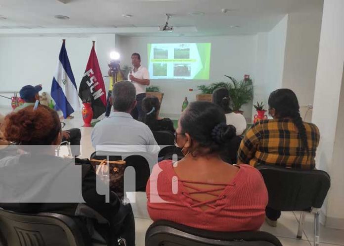 Foto: Capacitan en el INTA Nicaragua sobre producción y manejo del forraje / TN8