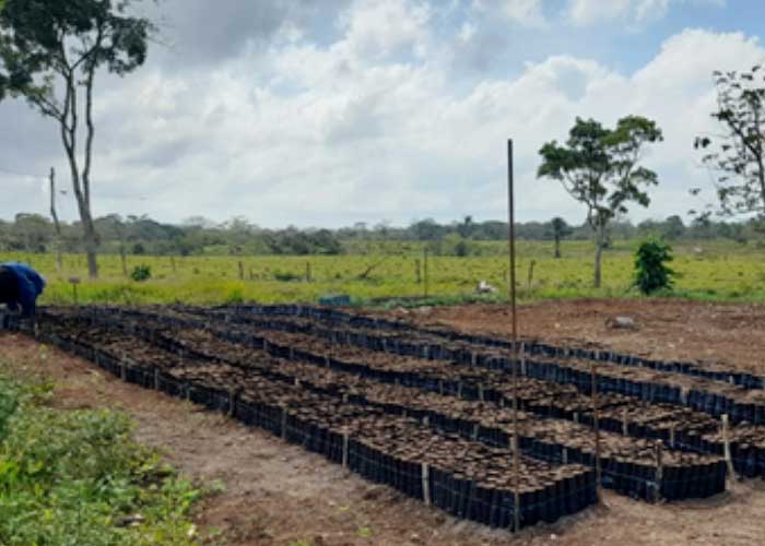 Precioso vivero de plantas forestales y frutales se inauguró en San Carlos, Río San Juan
