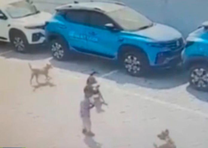 Manada de perros casi devora a indefensa niña frente a su casa en México