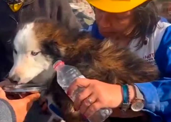 Tras semanas del devastador en Turquía sacan a un perro de entre los escombros
