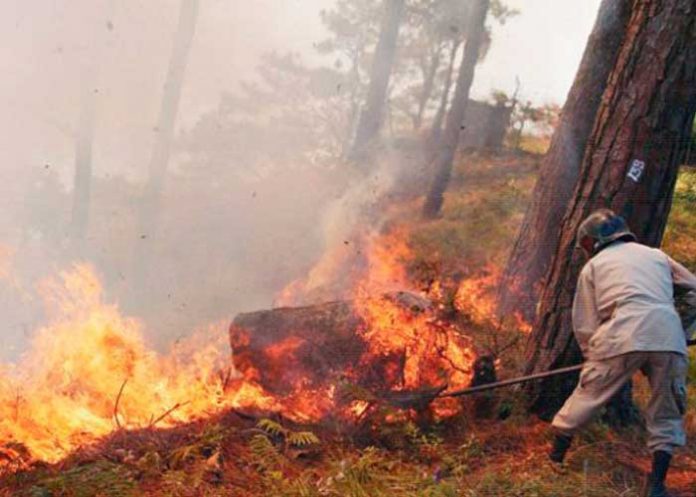 Foto: 33.000 hectáreas afectadas por incendios forestales en Honduras / Cortesía