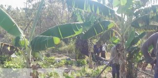 Encuentran muerto a vigilante de finca en Yulutingni, Costa Caribe Norte