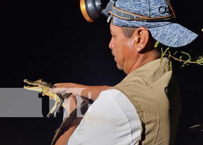 Su paseo inolvidable por Río San Juan lo llevará a ver y a capturar caimanes