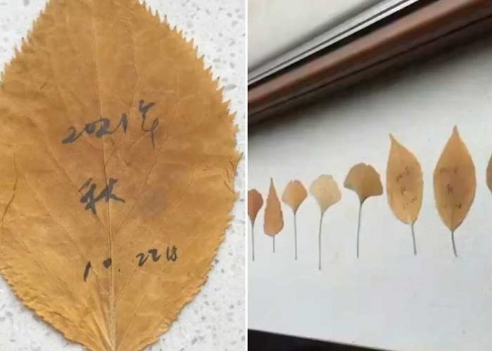 Una mujer escribe a su difunto esposo en hojas de otoño y conmueve a la Red