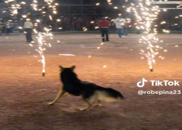 VIDEO: ¡Guau! El perrito de Coahuila, que se ha ganado la admiración y se viralizó