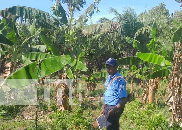 Encuentran muerto a vigilante de finca en Yulutingni, Costa Caribe Norte