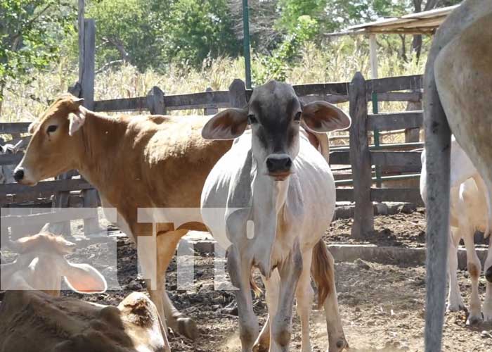 MAG visita a pequeño productor de ganado bovino y porcino en Nandaime