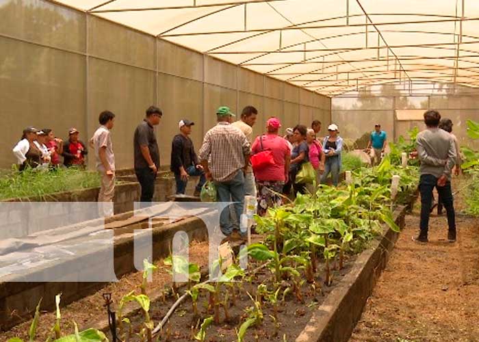 INTA capacita a productores para mayor producción de plátano