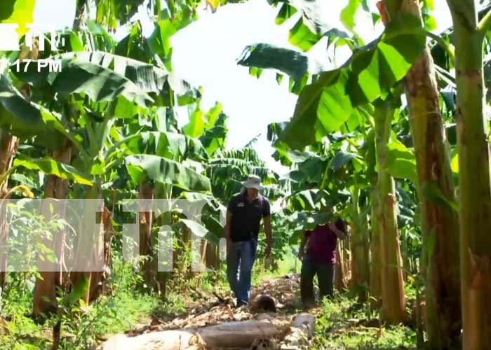 Foto: Producción de plátano reporta buen crecimiento en Nicaragua / TN8