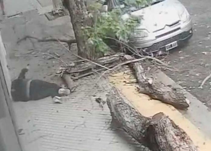 Mujer de Argentina viva de milagro tras caerle un árbol mientras caminaba