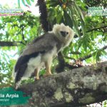 Foto: Encuentran una ave arpía en el Caribe de Nicaragua / MARENA