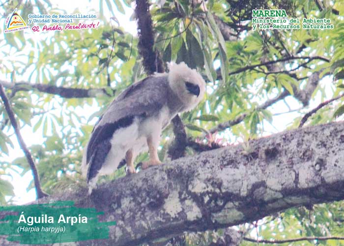 Foto: Encuentran una ave arpía en el Caribe de Nicaragua / MARENA