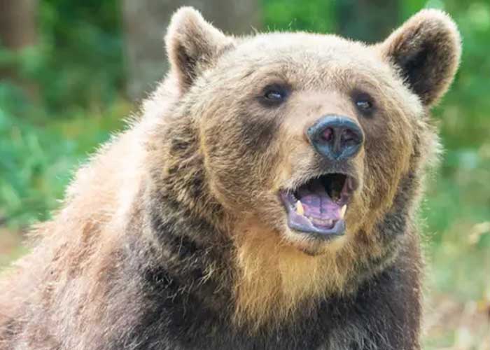 Foto: Imagen de un oso furioso / GETTY