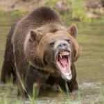 Foto: Imagen de un oso furioso / GETTY
