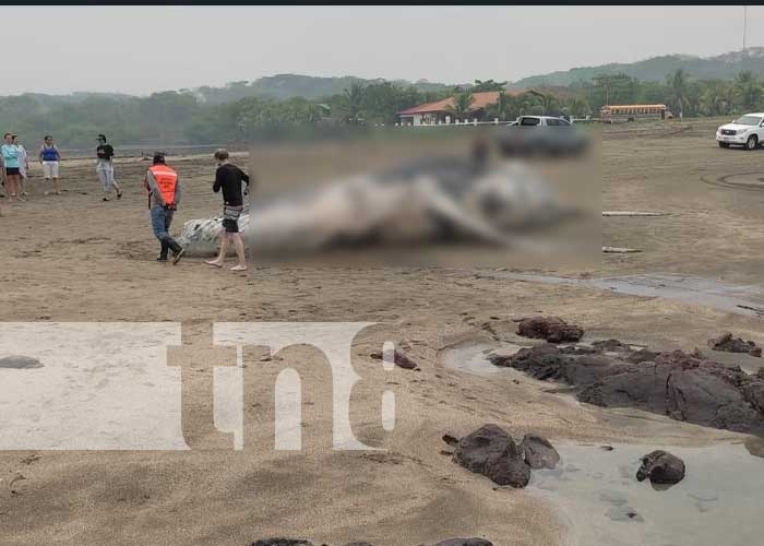 Asustados pobladores al ver una ballena muerta en la playa e Chinandega 