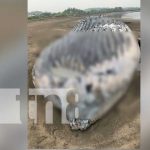 Asustados pobladores al ver una ballena muerta en la playa e Chinandega