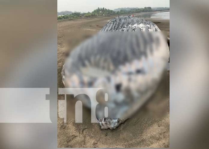 Asustados pobladores al ver una ballena muerta en la playa e Chinandega