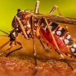 Argentina registra una elevada cifra de casos de dengue y chikungunya