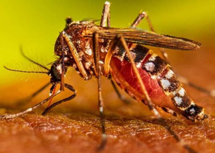 Argentina registra una elevada cifra de casos de dengue y chikungunya