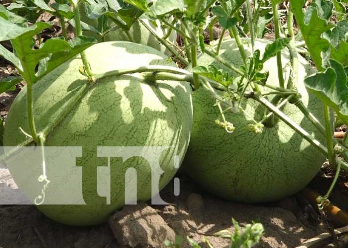 Foto: Producción de frutas sigue en auge para Madriz / TN8