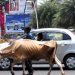 Hombre muere tras ser aplastado por una vaca en India