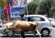 Hombre muere tras ser aplastado por una vaca en India