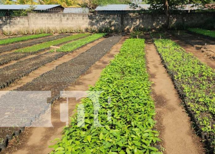 60 mil plantas serán distribuidas en los municipios de Larreynaga y Malpaisillo