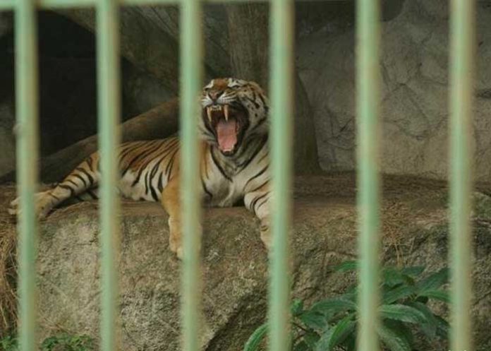 Foto: ¡Belleza natural! Parque Zoológico Nacional de Nicaragua trabaja en el bienestar de sus animales / Cortesía
