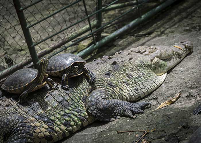 Foto: ¡Belleza natural! Parque Zoológico Nacional de Nicaragua trabaja en el bienestar de sus animales / Cortesía