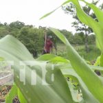 Ciclo agrícola: Productores nicaragüenses se preparan para el invierno