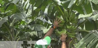 Productores de plátanos con buenas expectativas para la cosecha en Rivas