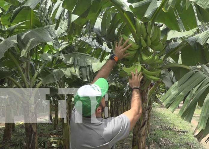 Productores de plátanos con buenas expectativas para la cosecha en Rivas