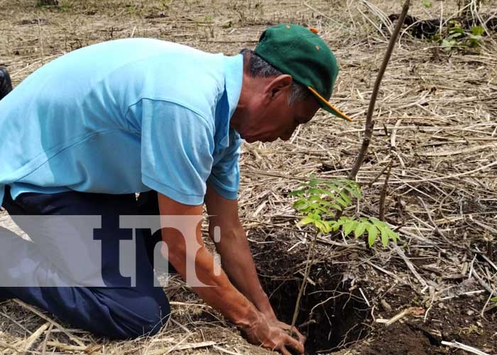 Nicaragua inicia la siembra de 26 millones de plantas en todo el país