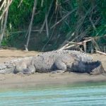 ¡Espeluznante! Hallan resto de niño "nica" dentro de un cocodrilo en Costa Rica