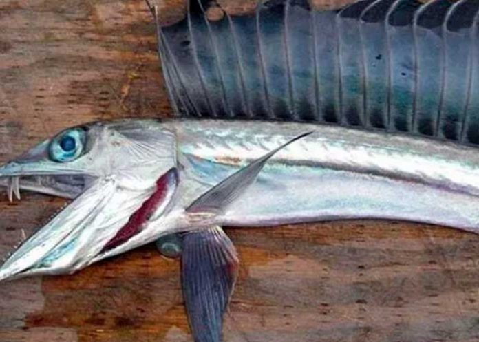 Pánico en las costas de Obregón, Estados Unidos, tras el hallazgo de peces caníbales