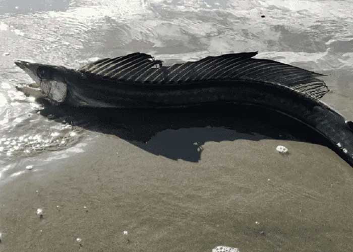 Pánico en las costas de Obregón, Estados Unidos,  tras el hallazgo de peces caníbales